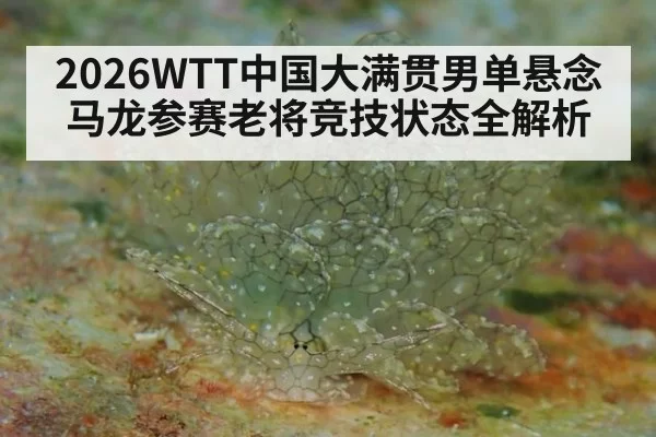 2026WTT中国大满贯男单悬念马龙参赛老将竞技状态全解析